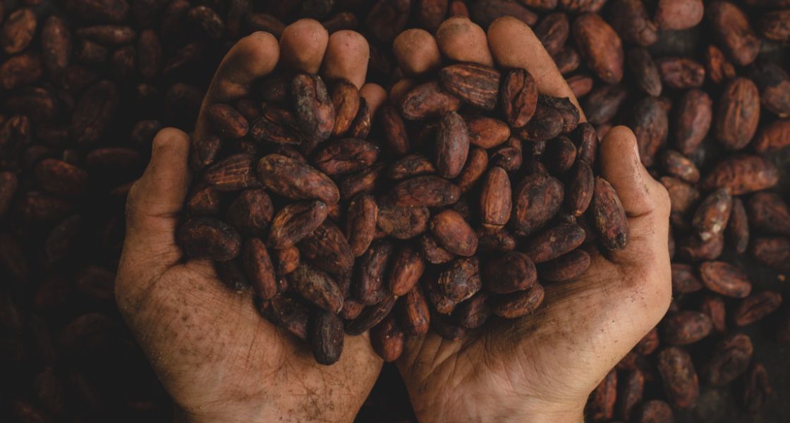 Zwei Hände halten Kakaobohnen und bilden ein Herz