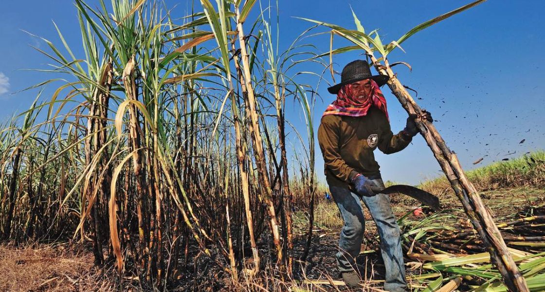 Ein Mann mit Hut und Handschuhen und einer Machete in der Hand nachdem er ein Zuckerrohr abgeschnitten hat