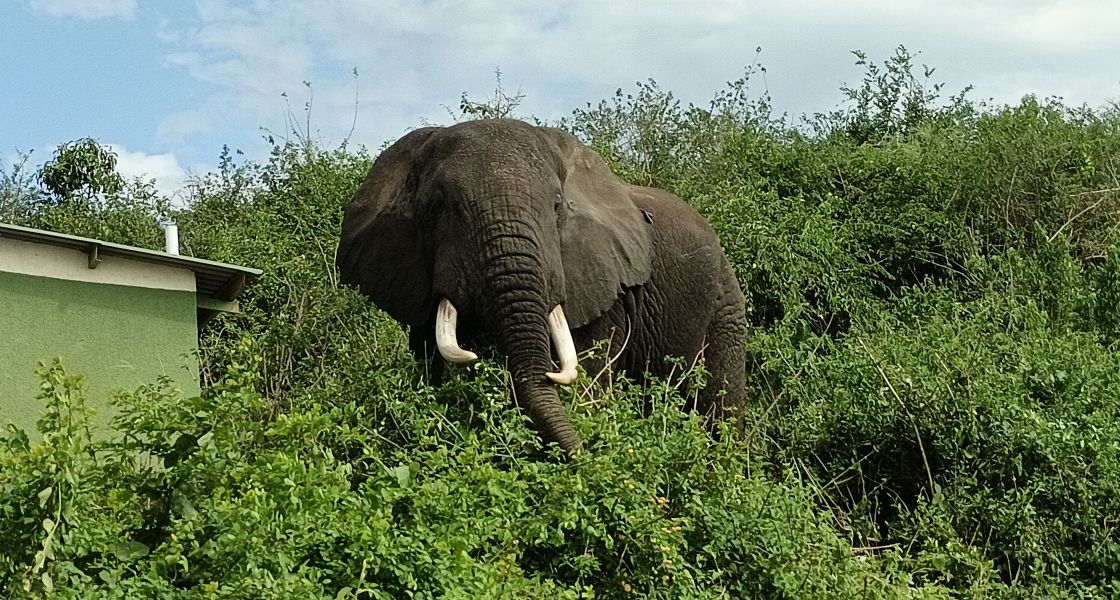 Ein Elefant steht in grüner Vegetation 