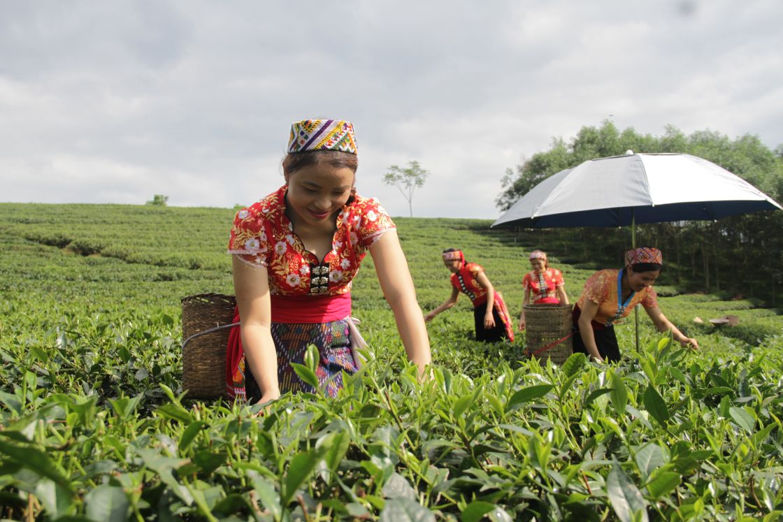 Frauen pflücken Tee auf einer großen Teeplantage