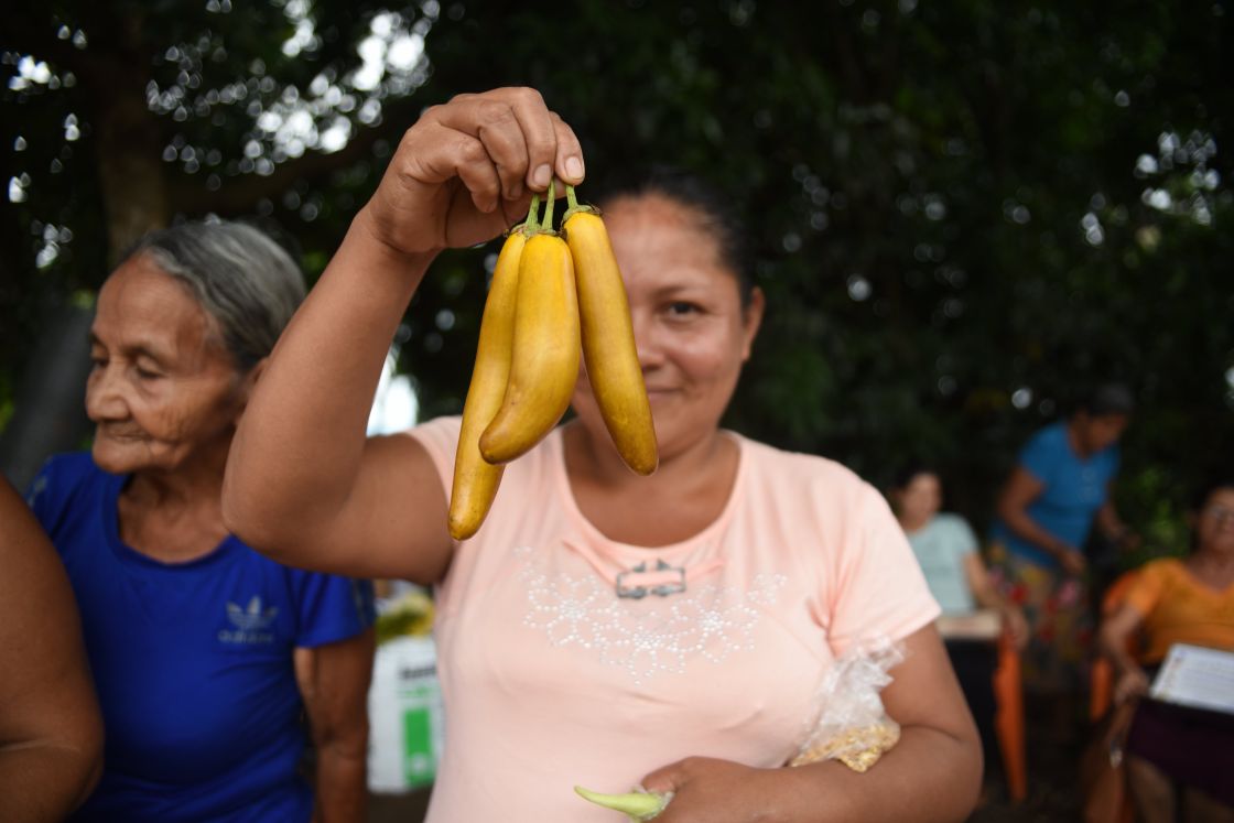 Eine salvadorianische Kleinbäuerin hält frisch geerntete gelbe Auberginen in die Höhe