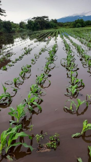 kleine Maispflanzen stehen im Wasser