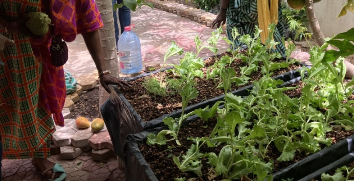 2 Kisten als kleine Beete mit grünen Salatpflanzen