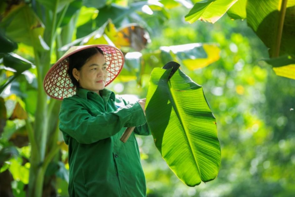 Eine Frau schneitet durch ein großes Bananenblatt
