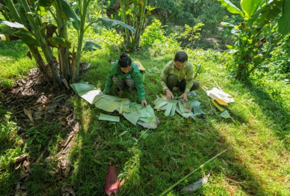 Zwei Menschen sitzen unter Bananenstauden und sortieren und schneiden Bananenblätter