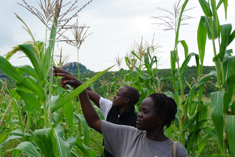 Eine Frau und ein Mann begutachten ein Maisfeld