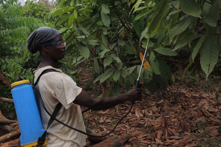 Kakaobauer sprüht per Hand und mit Schutzbrille Kakaopflanzen
