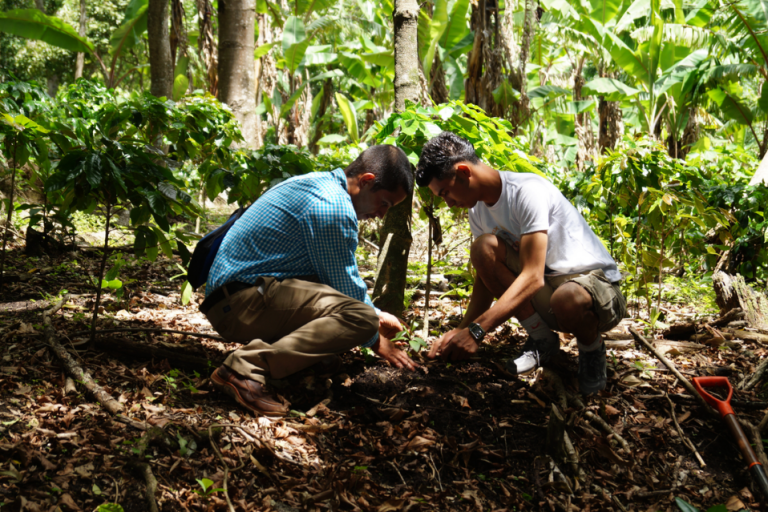 zwei Männer pflanten Bäume in Nicaragua