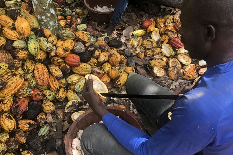 Ein Mann beim Entkernen der Kakaoschote