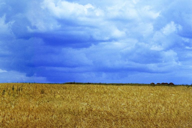 Reifes Getreidefeld an blauem Himmel