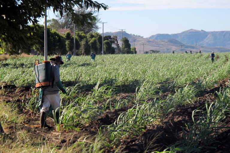 Agrargifte werden während der Wachstumsphase des Zuckerrohrs gesprüht, El Salvador; Foto: Christopher Porter (CC BY-NC-ND 2.0))