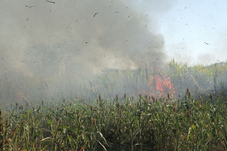 Abrennen von Zuckerrohrfelden, El Salvador