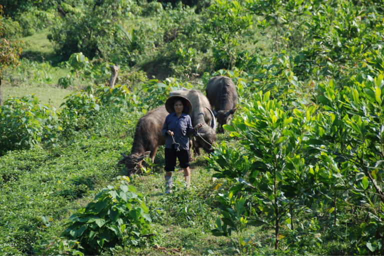 Eine Person mit zwei Wasserbüffeln auf einem grünen Feld, Vietnam. 