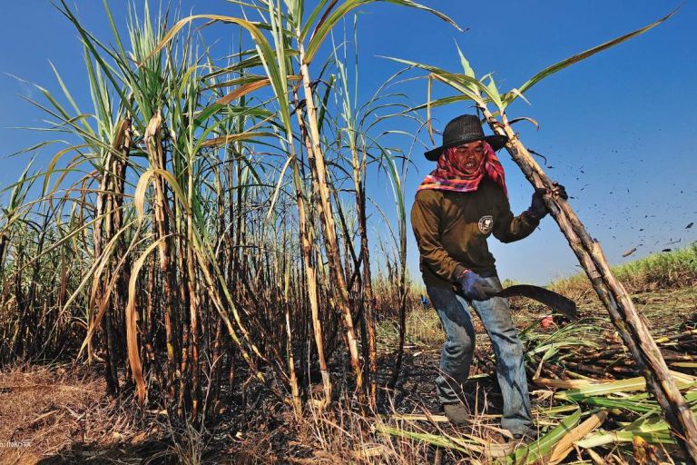 Hart und schlecht bezahlt. Zuckerrohrernte in der Provinz Sa Kaeo, Thailand Foto: think4photop / shutterstock