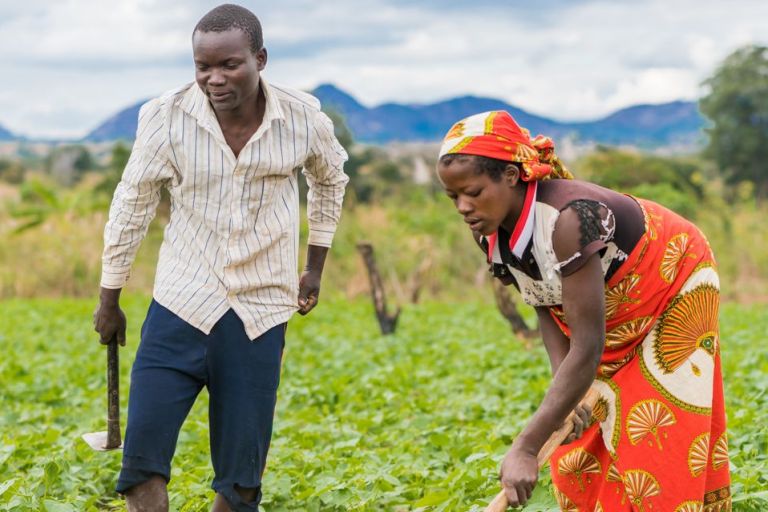 Eine Mann und eine Frau arbeiten auf einem Feld