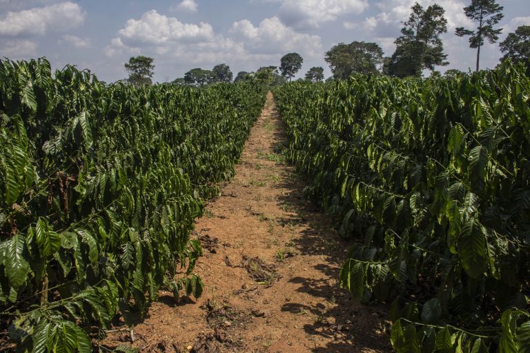 ein Weg durch eine große Kaffeeplantage in Afrika
