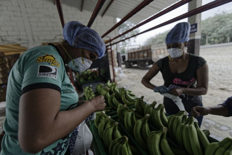 Zwei Frauen sortieren Bananen