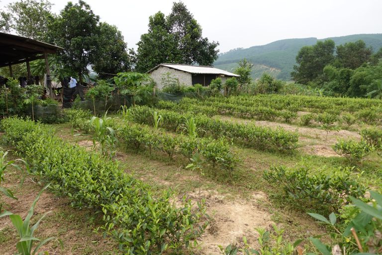 Beete mit Teepflanzen, im Hintergrund ein Haus und Berge